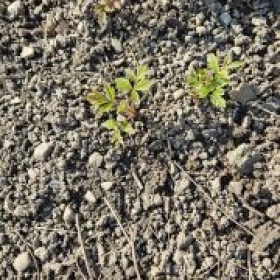 Brombeer 2026-03-19 14.36.